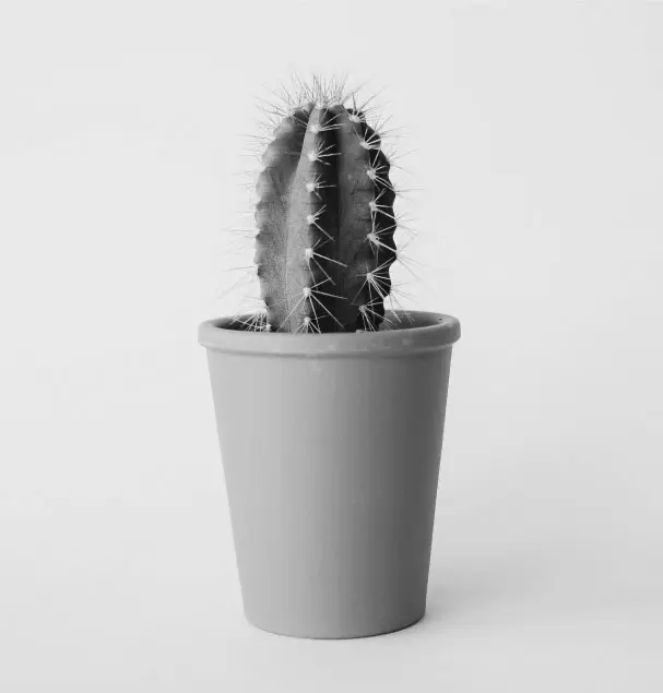 Schwarz-weiss-bild Kaktus